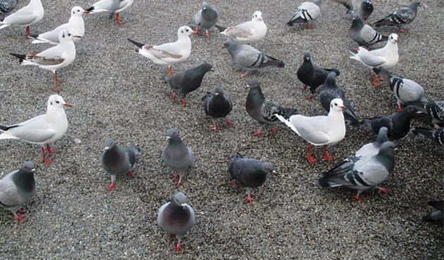 Câmara quer controle de pombos na área urbana (29/05/2015 00:00:00)