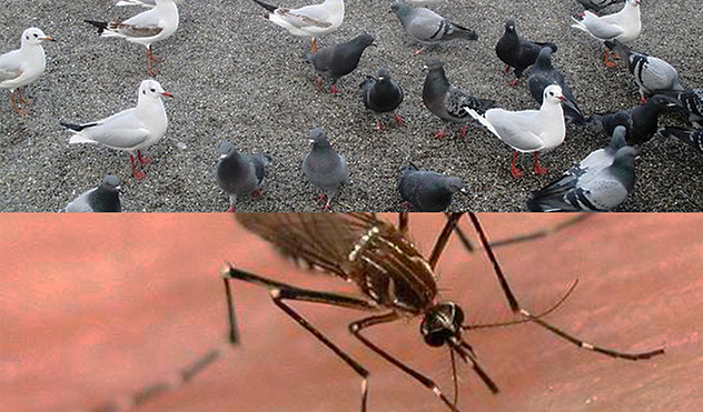 Pombos e Aedes Aegypt  - Leis propostas pelo Legislativo são sancionadas (24/06/2015 00:00:00)