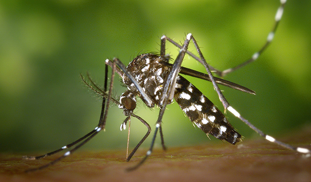 Cobertura de depósitos é determinada para impedir focos do Aedes Aegypti (24/11/2015 00:00:00)