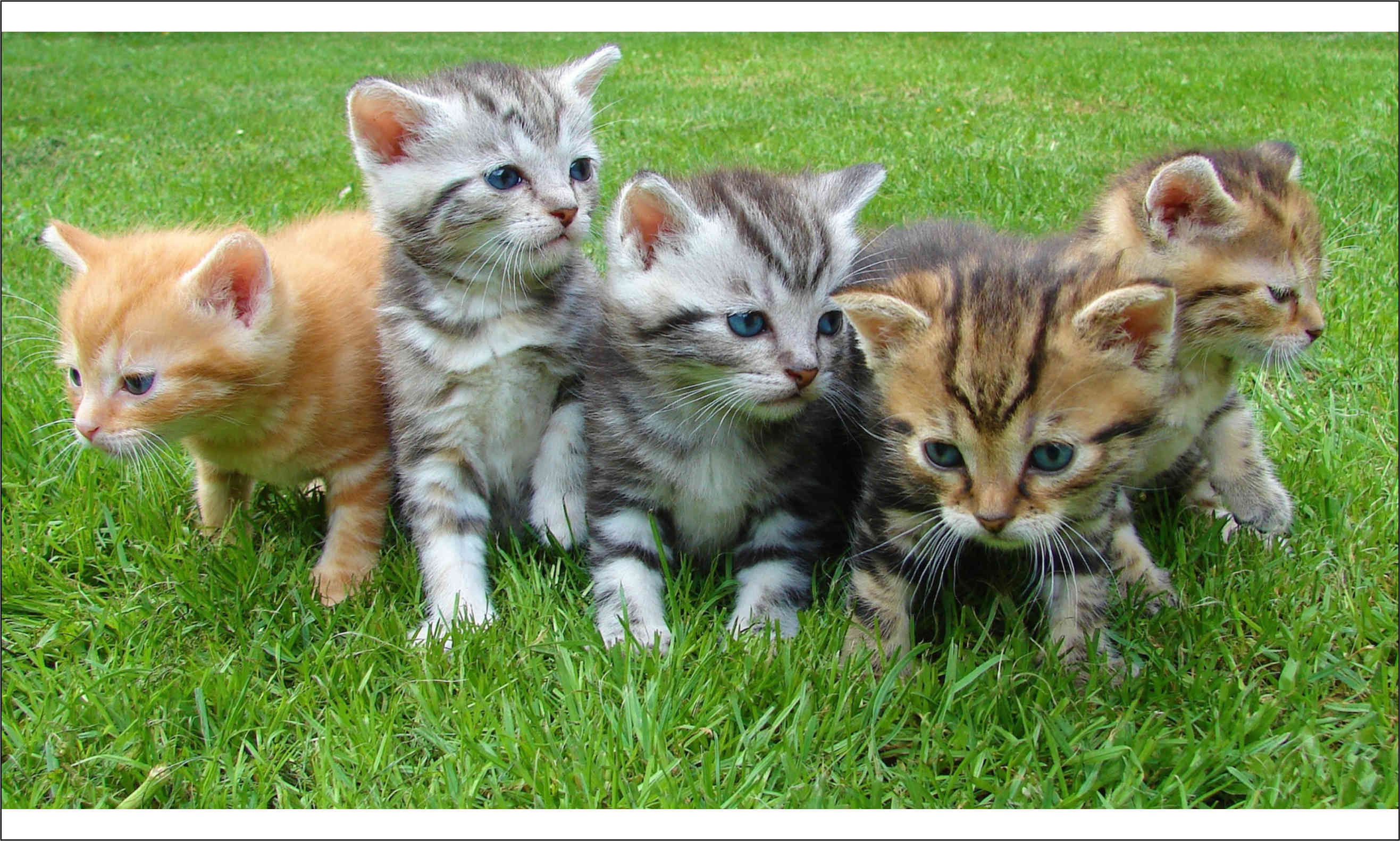 Vereadores se reúnem com profissionais do canil para discutir casos de esporotricose (06/04/2017 00:00:00)