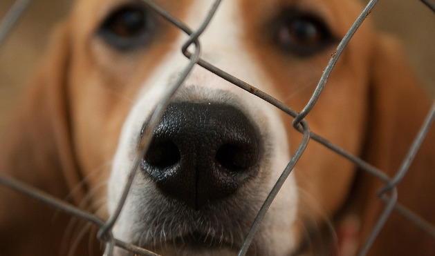 PL propõe área para animais de estimação em supermercado (01/06/2017 00:00:00)