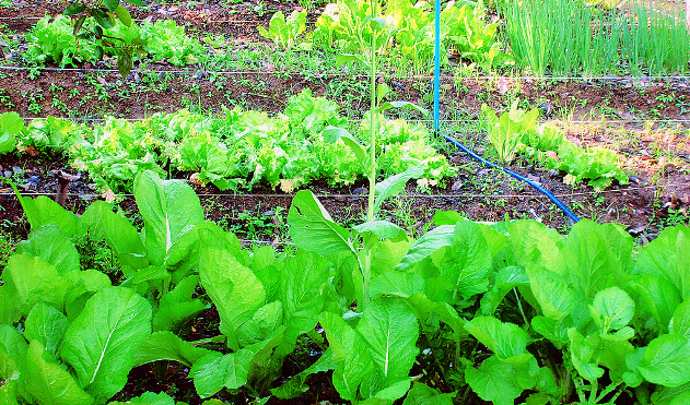 Horta comunitária passa a ser realidade em Juiz de Fora (28/06/2017 00:00:00)