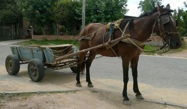Comissão pede investigação contra maus-tratos à animais na cidade (21/09/2017 00:00:00)