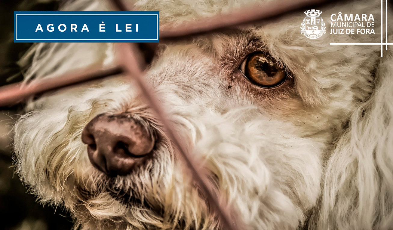 Agora é Lei - Condomínios terão que denunciar maus tratos aos animais (18/11/2022 00:00:00)