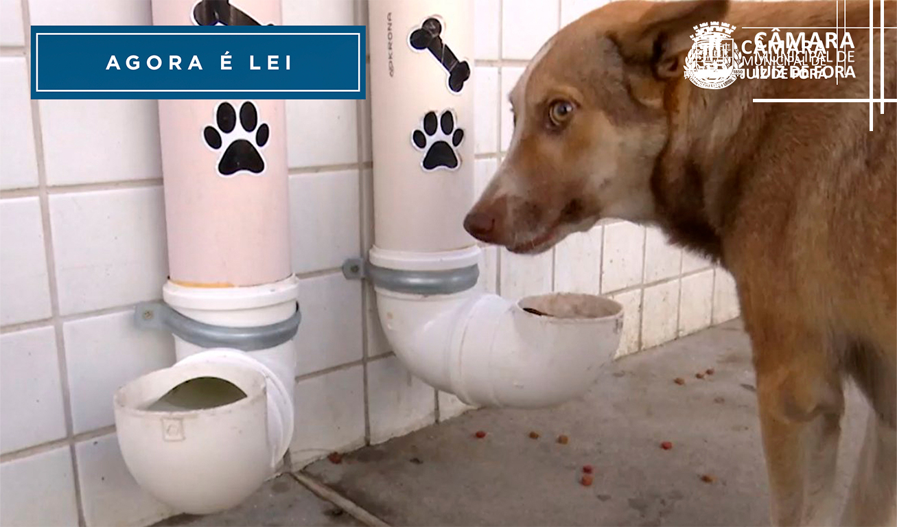 Agora Lei - Comedouros e bebedouros para animais em situação de rua (27/07/2022 00:00:00)