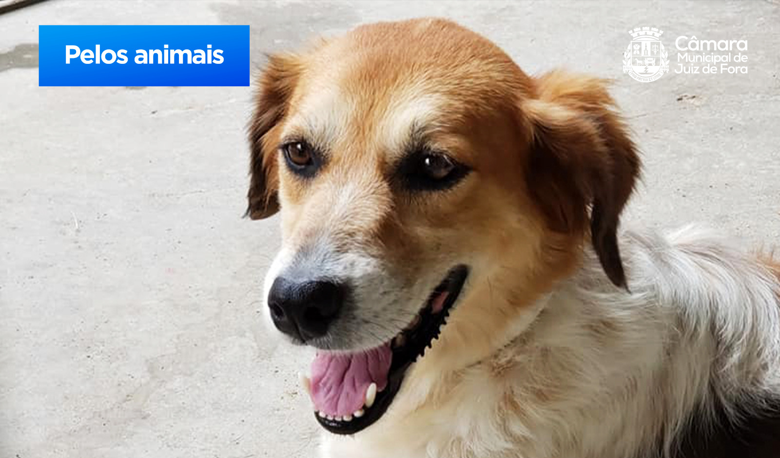 Câmara recebe projetos de lei que coíbem vendas de animais (20/04/2023 00:00:00)