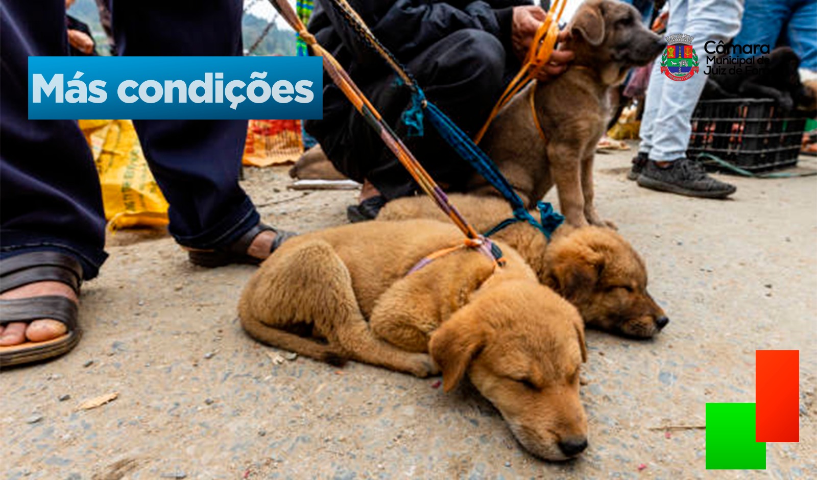 Câmara aprova projeto de lei que quer proibir venda de animais domésticos em feiras (09/04/2025 00:00:00)