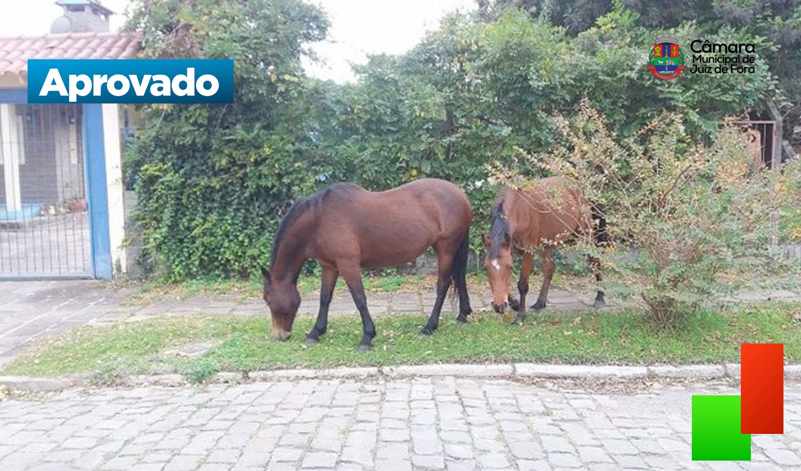 Câmara aprova proibição de animais de grande porte soltos em praças e ruas (01/07/2025 00:00:00)