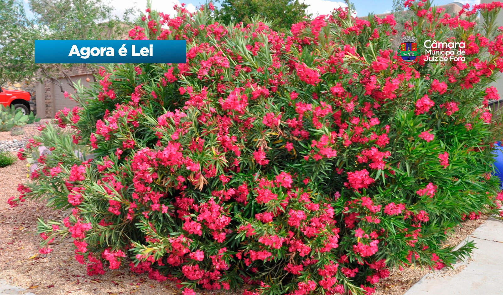 Agora é Lei -  Proibição do plantio de espirradeira (28/04/2026 00:00:00)