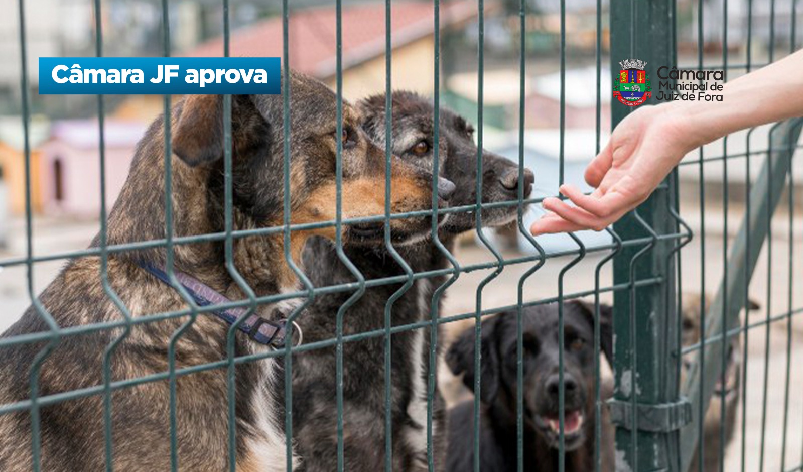 Câmara JF aprova -  Mais recursos para a Secretaria de Bem-Estar Animal (10/09/2026 00:00:00)