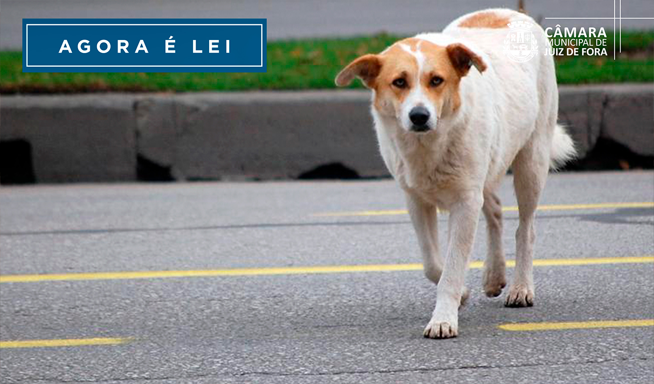 Agora é Lei - Motoristas e ciclistas terão que socorrer animais atropelados (21/11/2022 00:00:00)