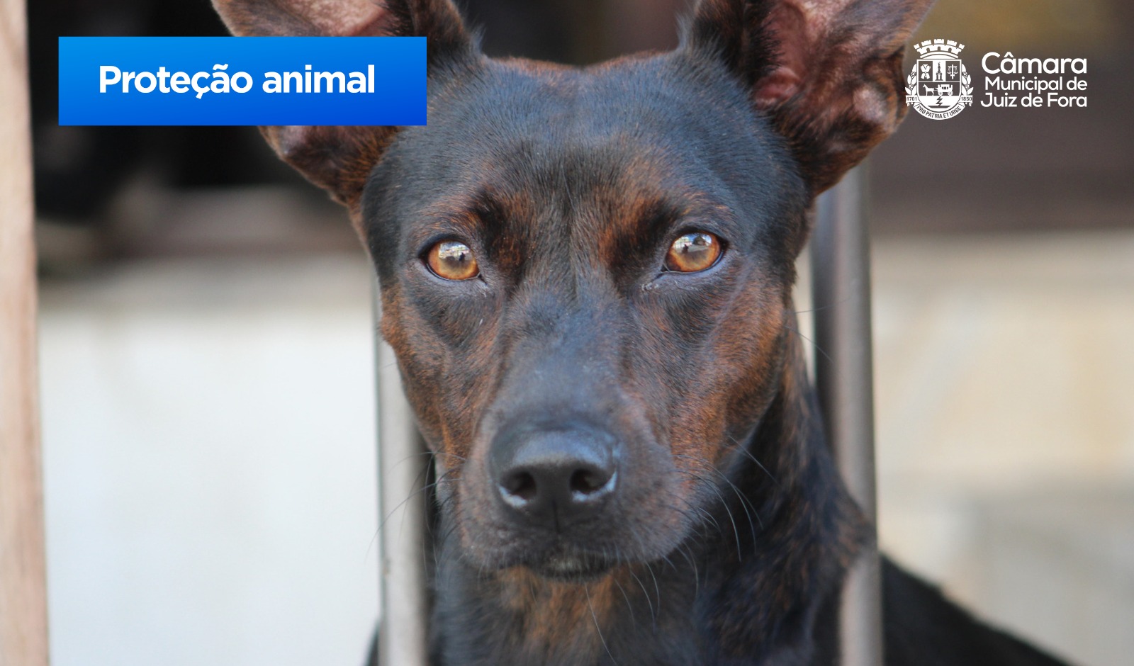 Vereadores aprovam PL que autoriza a criação de Hospital Municipal Veterinário (29/03/2023 00:00:00)