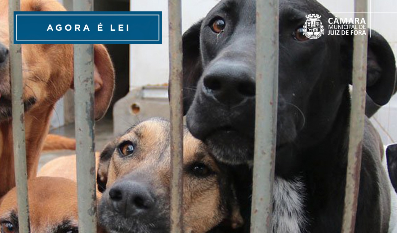 Agora é Lei - Mais transparência no Canil Municipal (26/07/2022 00:00:00)