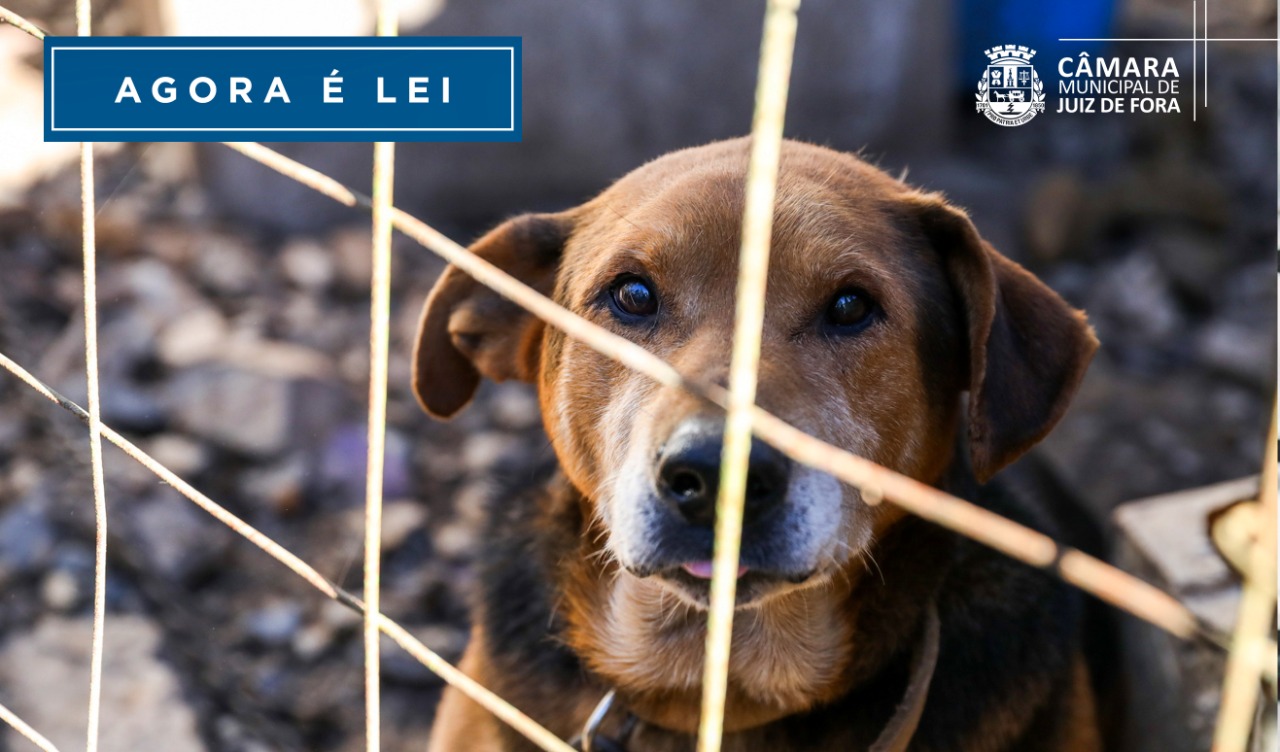 Agora é Lei - Estabelecimentos veterinários devem informar indícios de maus-tratos (29/07/2022 00:00:00)
