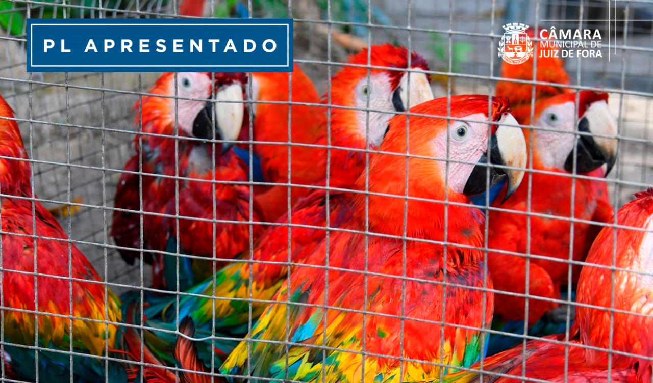 PL quer incentivar denúncias de maus tratos de animais (01/08/2022 00:00:00)