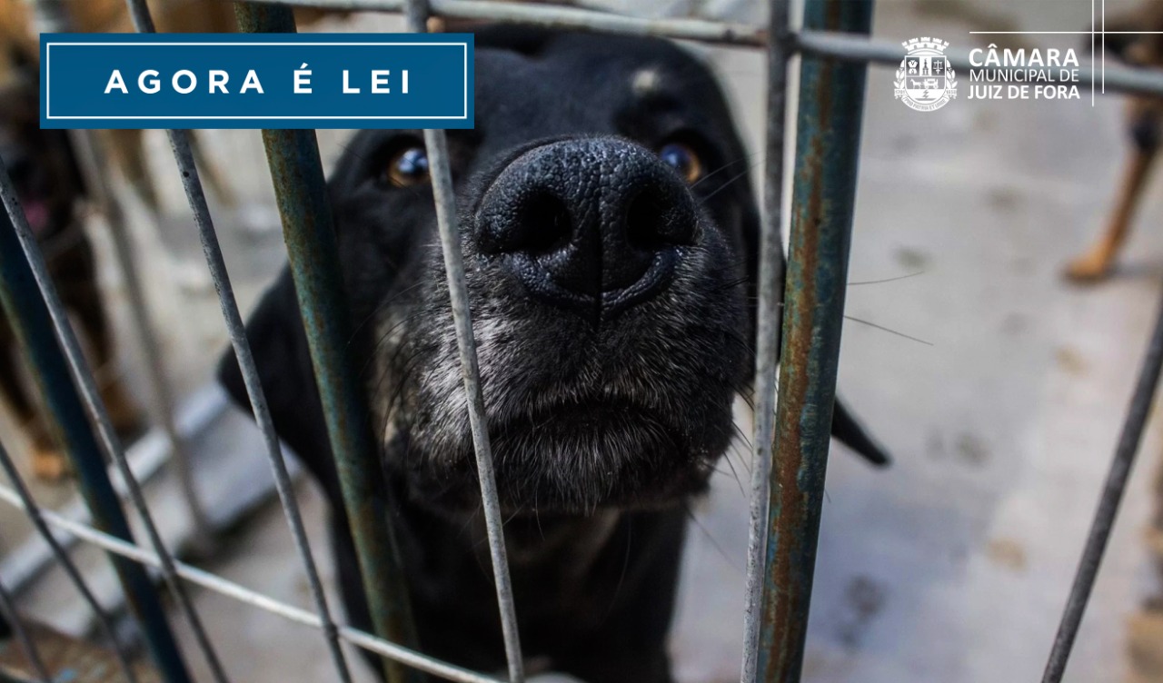 Agora é Lei - Promulgada lei que obriga monitoramento por câmeras no canil (03/10/2022 00:00:00)