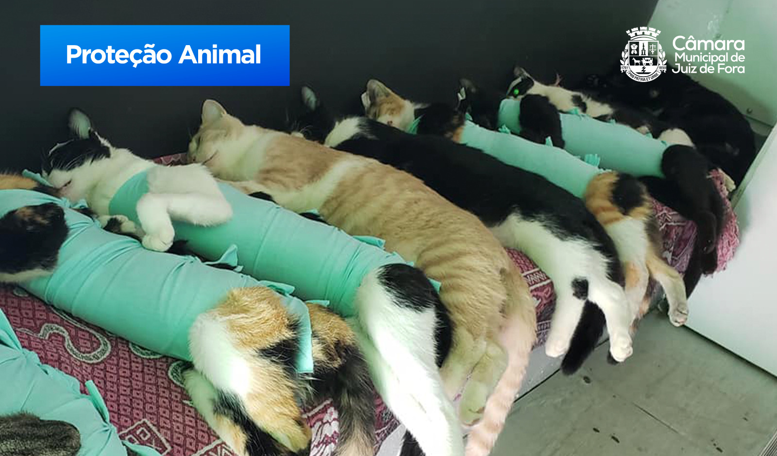 Marlon Siqueira apresenta projeto para o Dia Municipal da Castração Animal (02/06/2023 00:00:00)