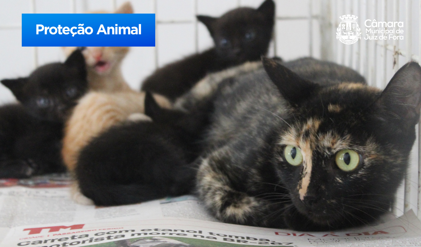 Câmara aprova PL que estabelece direito dos animais como atividade extracurricular (06/06/2023 00:00:00)