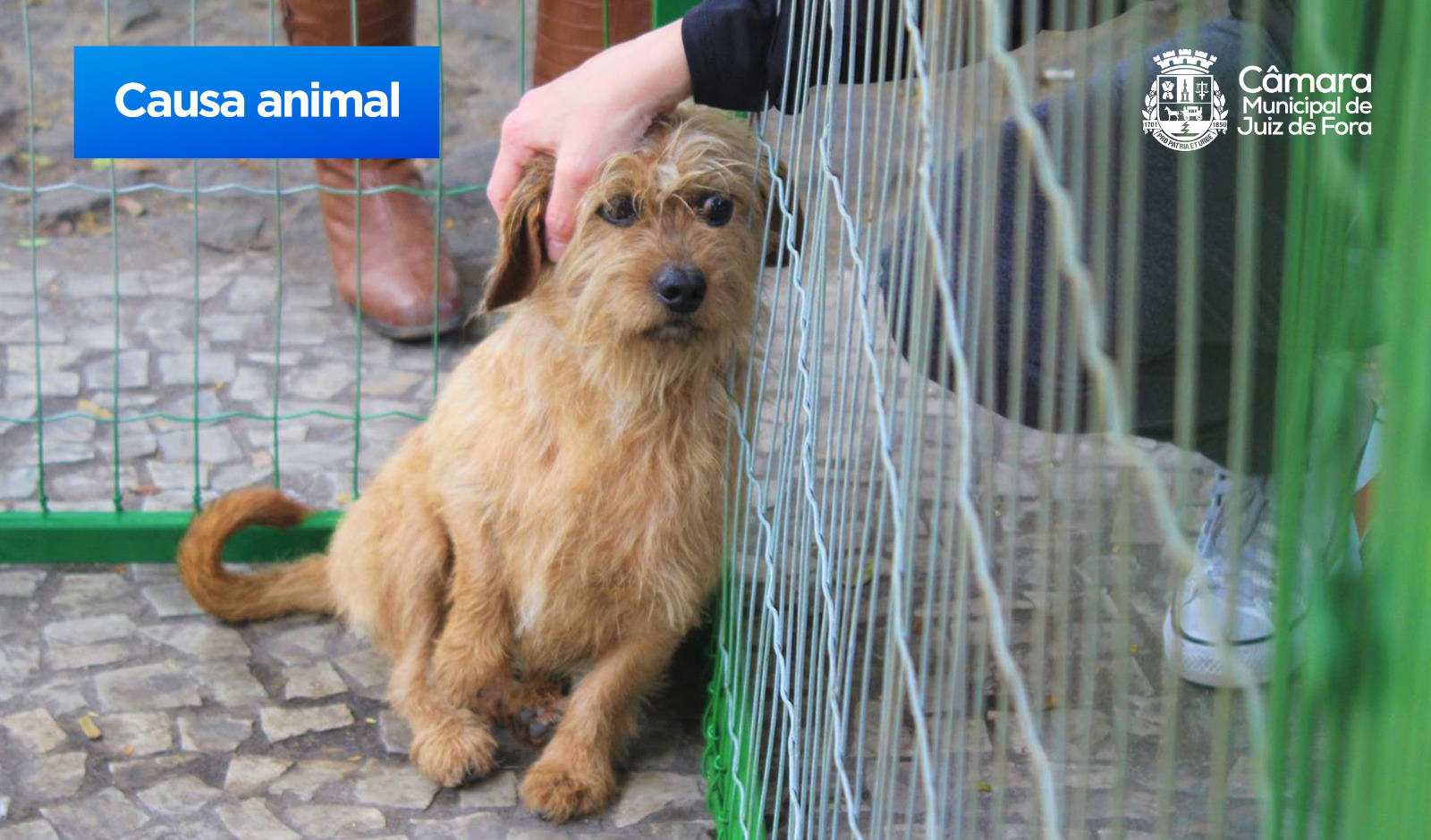 Marlon apresenta PL que cria o Dia Municipal da Adoção de Animais (22/06/2023 00:00:00)