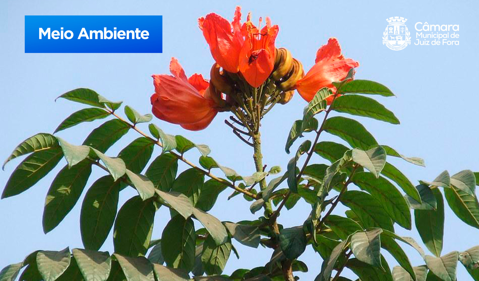 Maurício Delgado propõe proibição do plantio de espatódea em JF (28/06/2023 00:00:00)