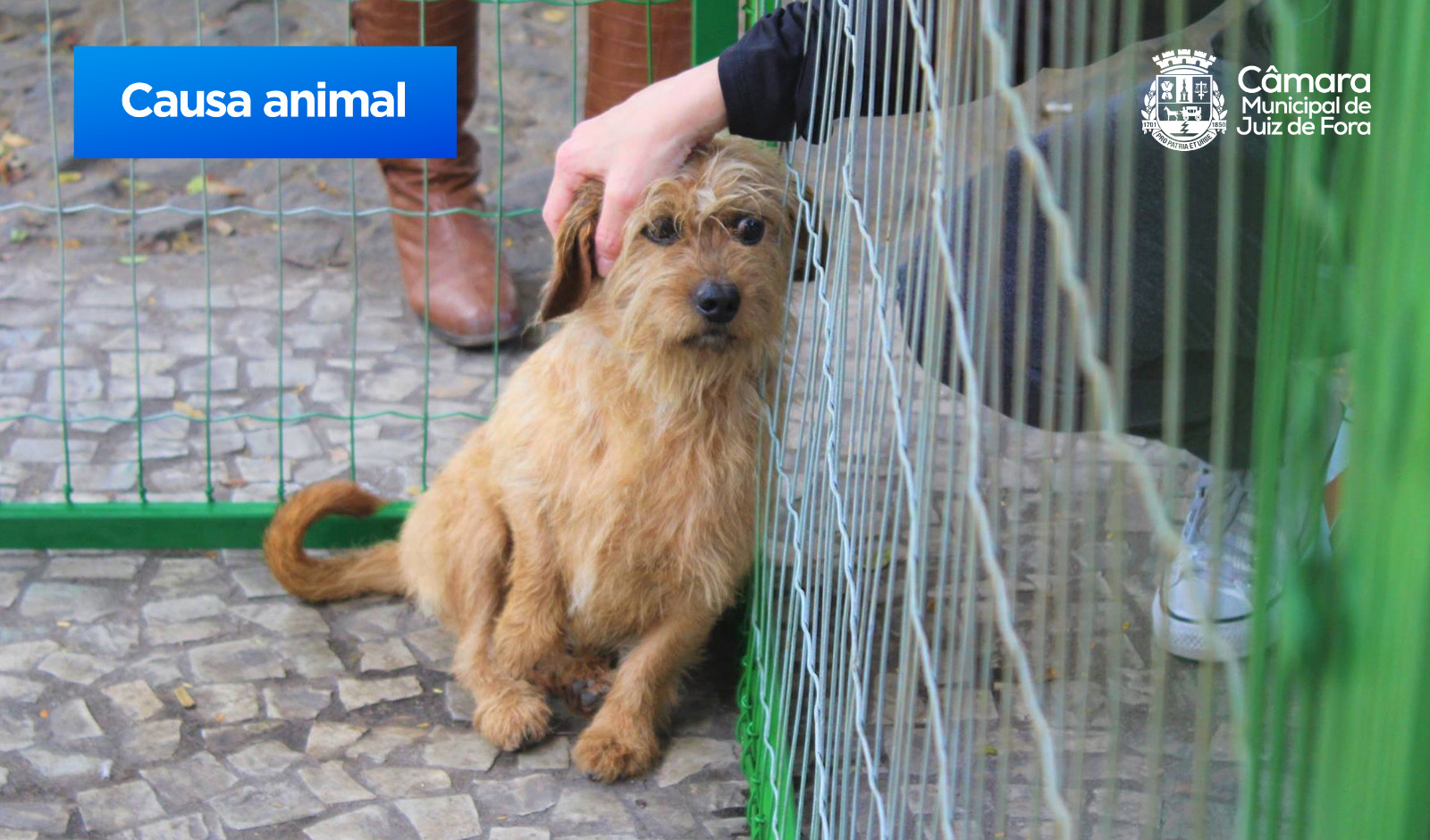 Agora é Lei – Regras para comércio de animais domésticos (27/09/2023 00:00:00)