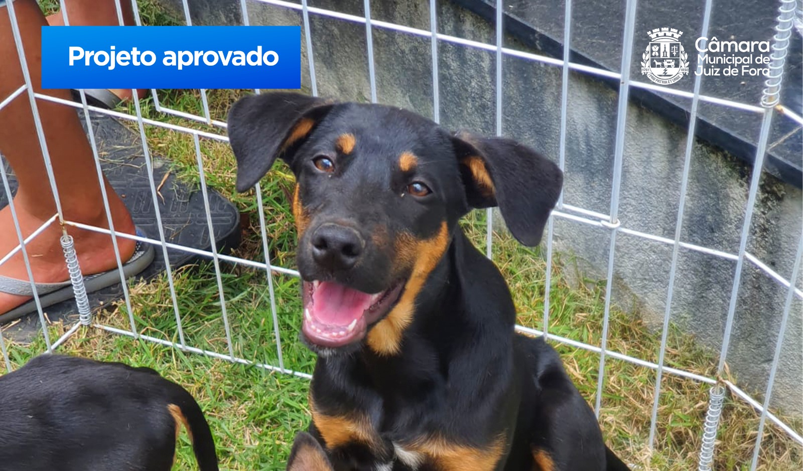 Câmara aprova projeto para regulamentar comércio de animais de estimação (29/08/2023 00:00:00)