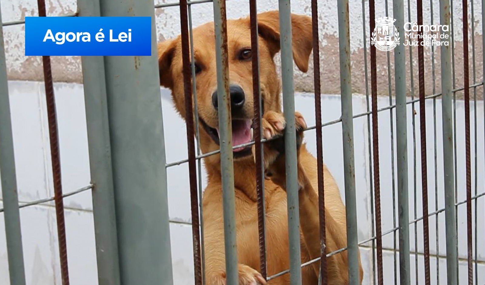 Agora é Lei - Cartazes incentivando denúncias de maus-tratos a animais em condomínios (06/02/2024 00:00:00)