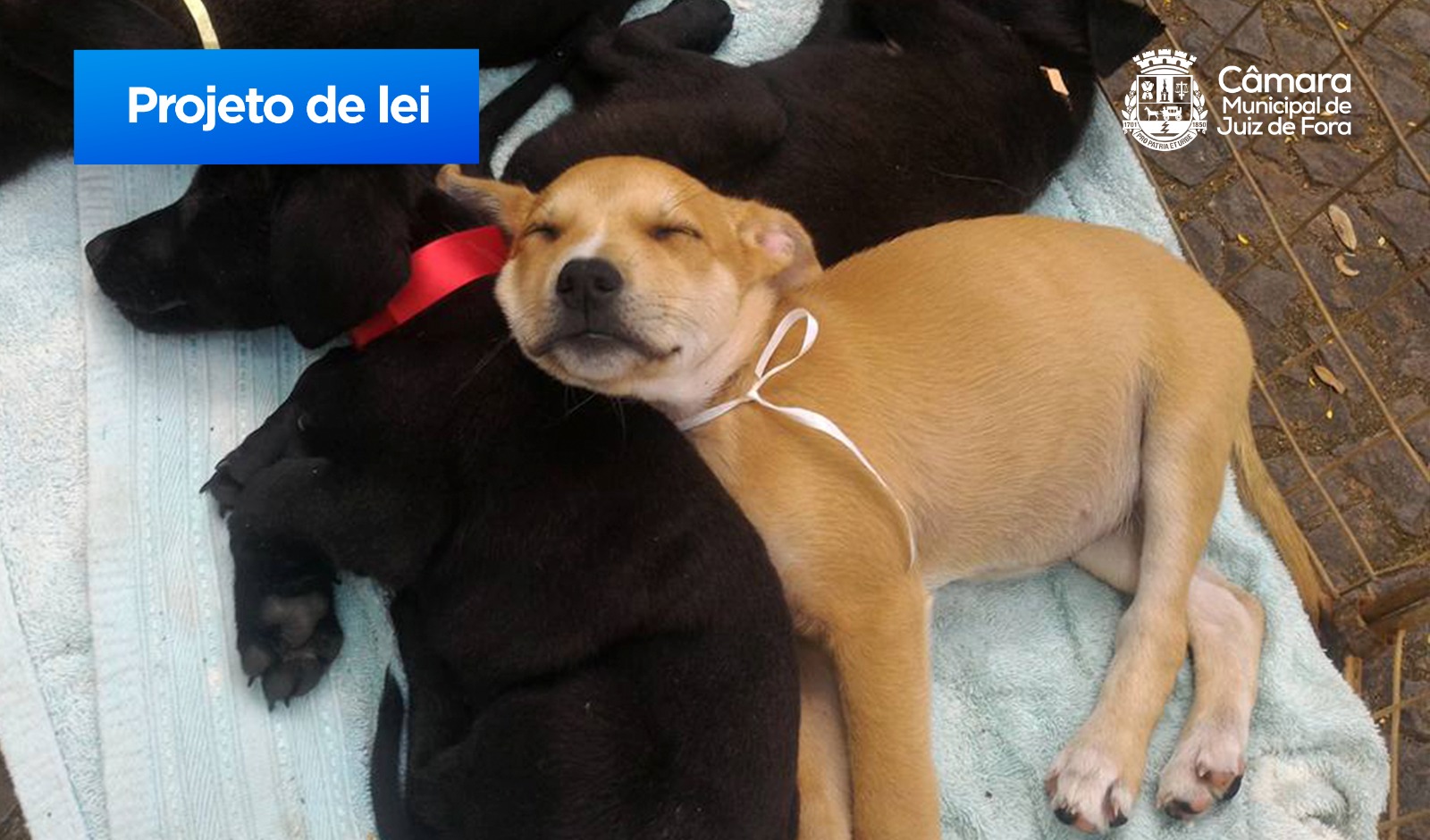 Pardal apresenta projeto de lei para regulamentar os Pet Trucks (21/10/2024 00:00:00)