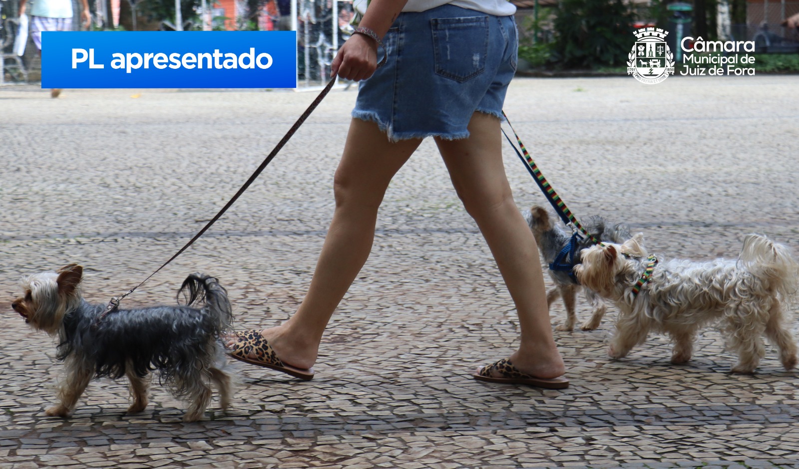 Cido apresenta PL para autorizar sepultamento de animais de estimação em cemitérios de JF (10/01/2025 00:00:00)