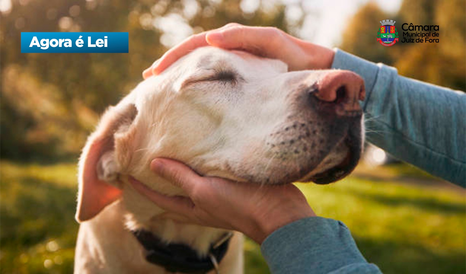 Agora é Lei - Lei nº 15.125/2025 regulamenta serviços comerciais de hotel para animais domésticos (02/07/2025 00:00:00)