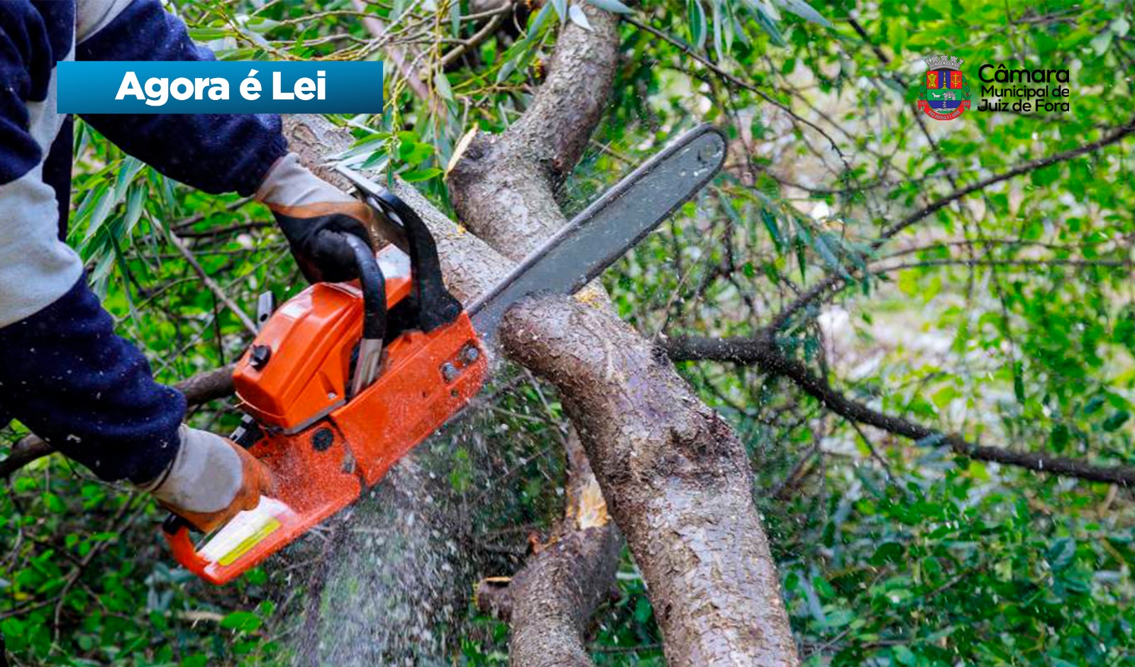Agora é lei: Poda de árvores poderá ser feita em terreno particular pela Prefeitura (22/12/2025 00:00:00)