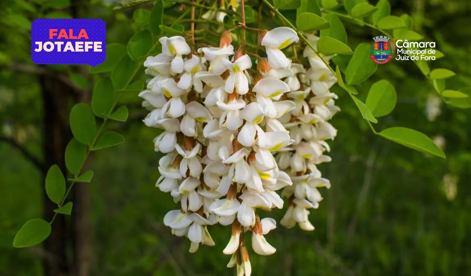 Fala Jotaefe - Mudas de árvores de grande porte e nativa serão doadas pela AMA (26/01/2026 00:00:00)