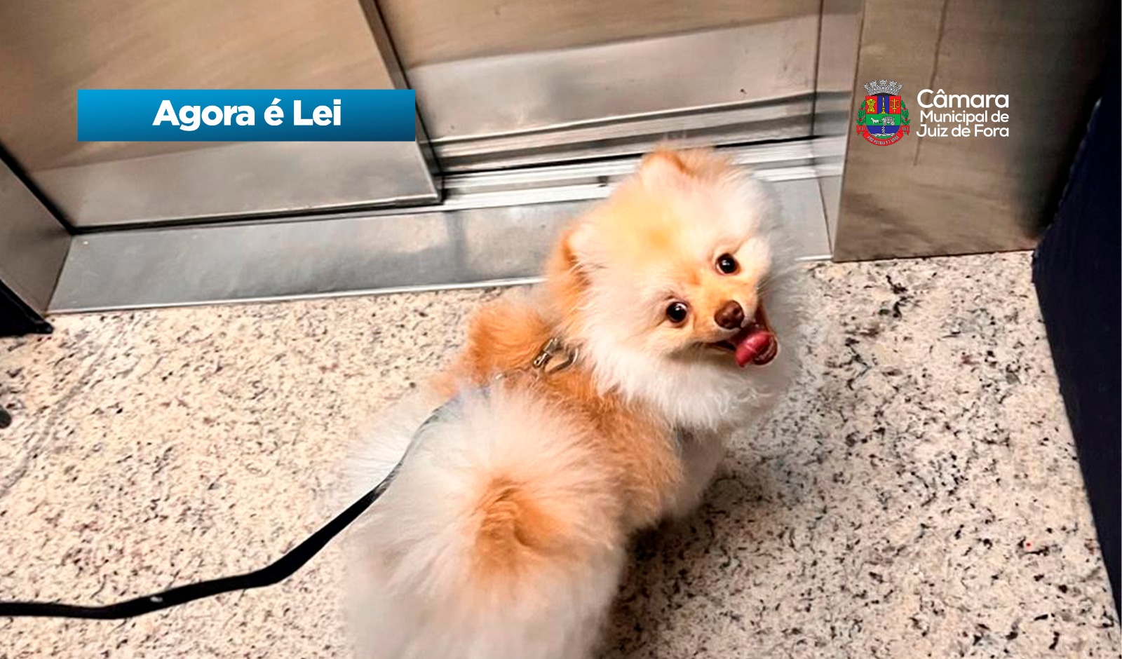 Agora é Lei - Direito de manter animais de estimação em condomínios de JF (10/03/2026 00:00:00)