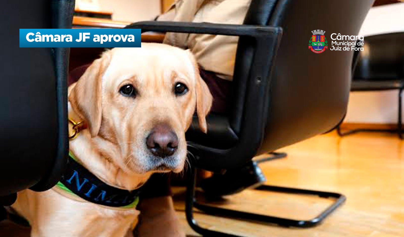 Câmara JF aprova - Política Municipal de Serviços Assistidos por Animais (01/09/2026 00:00:00)