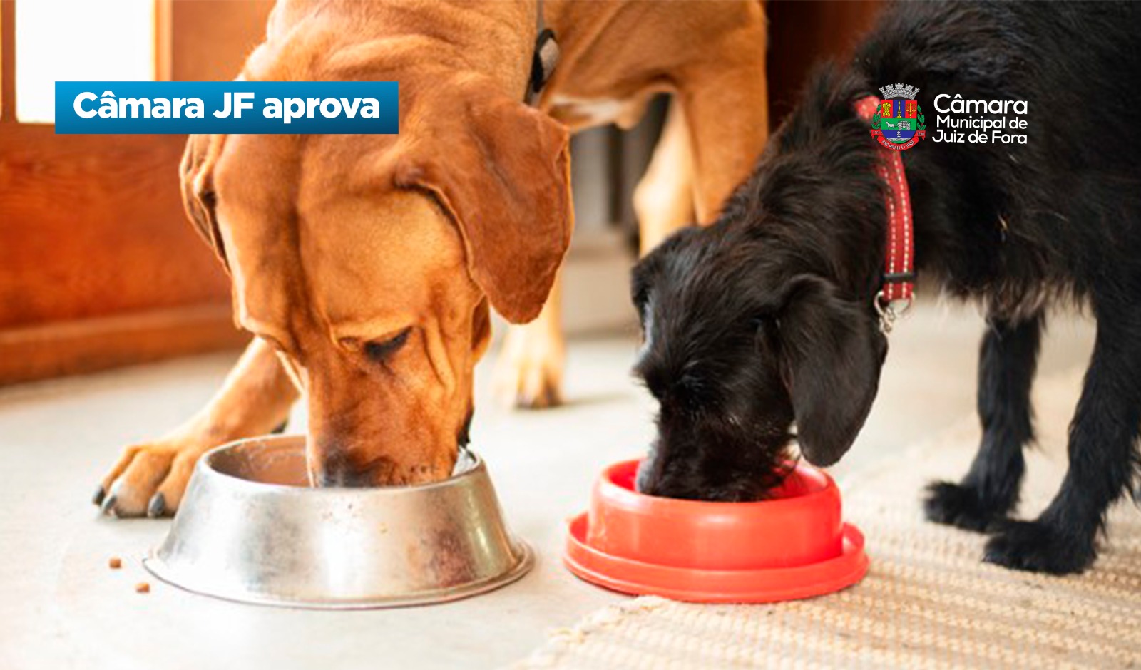 Câmara JF aprova - Banco de Ração para Animais (25/03/2026 00:00:00)