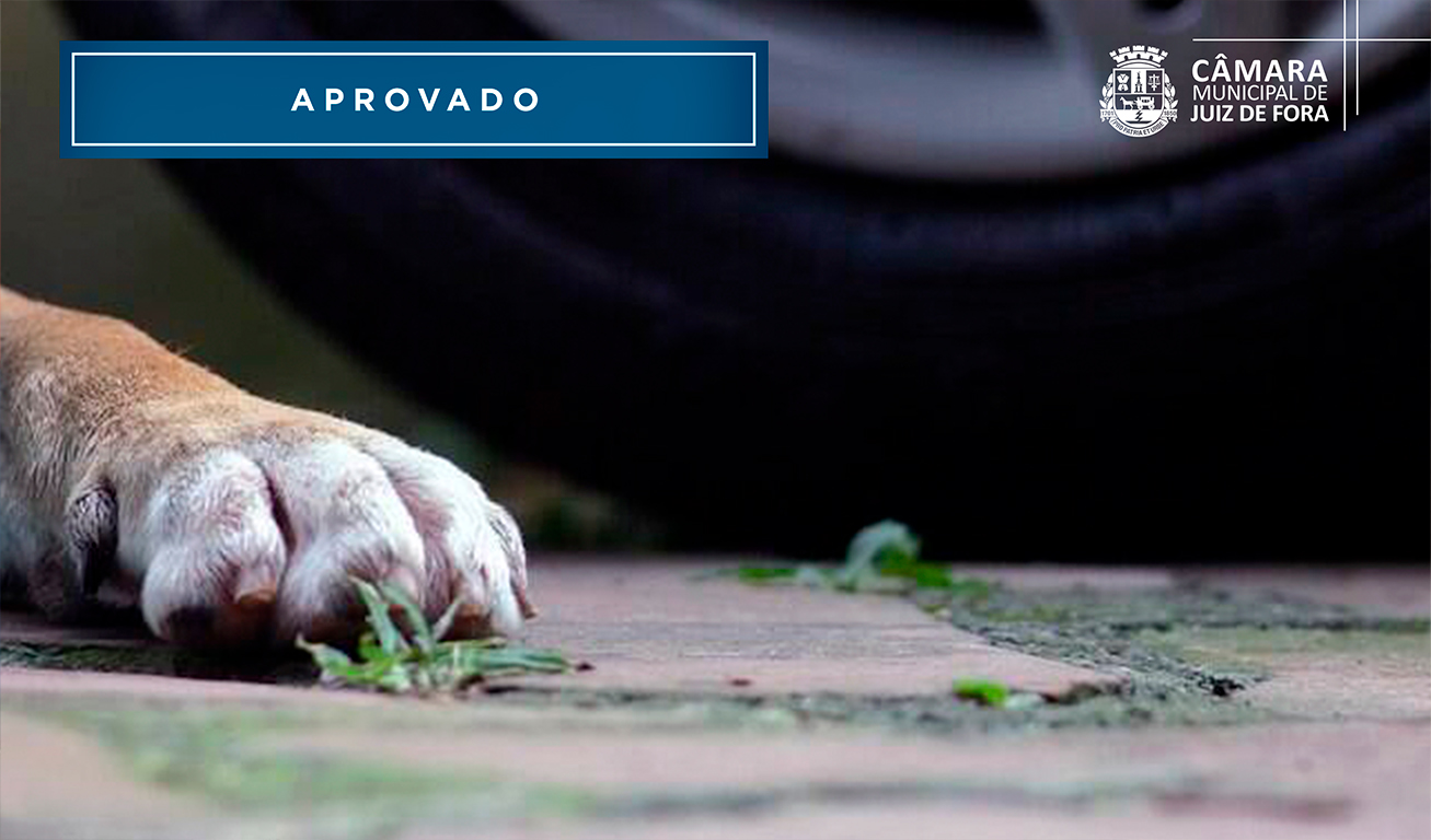 Câmara Municipal aprova obrigatoriedade de socorro a animais atropelados (24/10/2022 00:00:00)