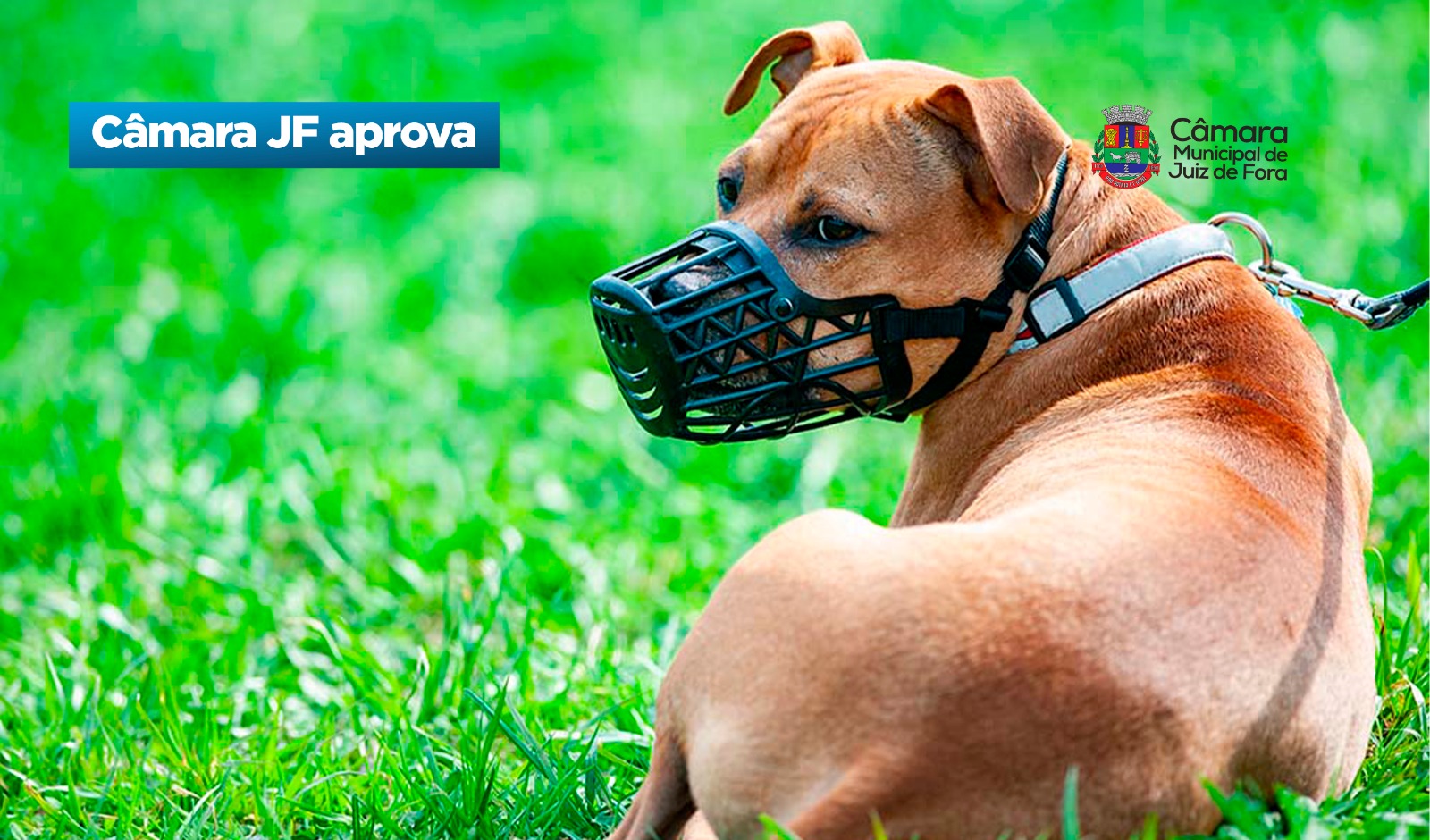 Câmara JF aprova -  Prevenção e responsabilização por danos causados por cães (28/05/2026 00:00:00)