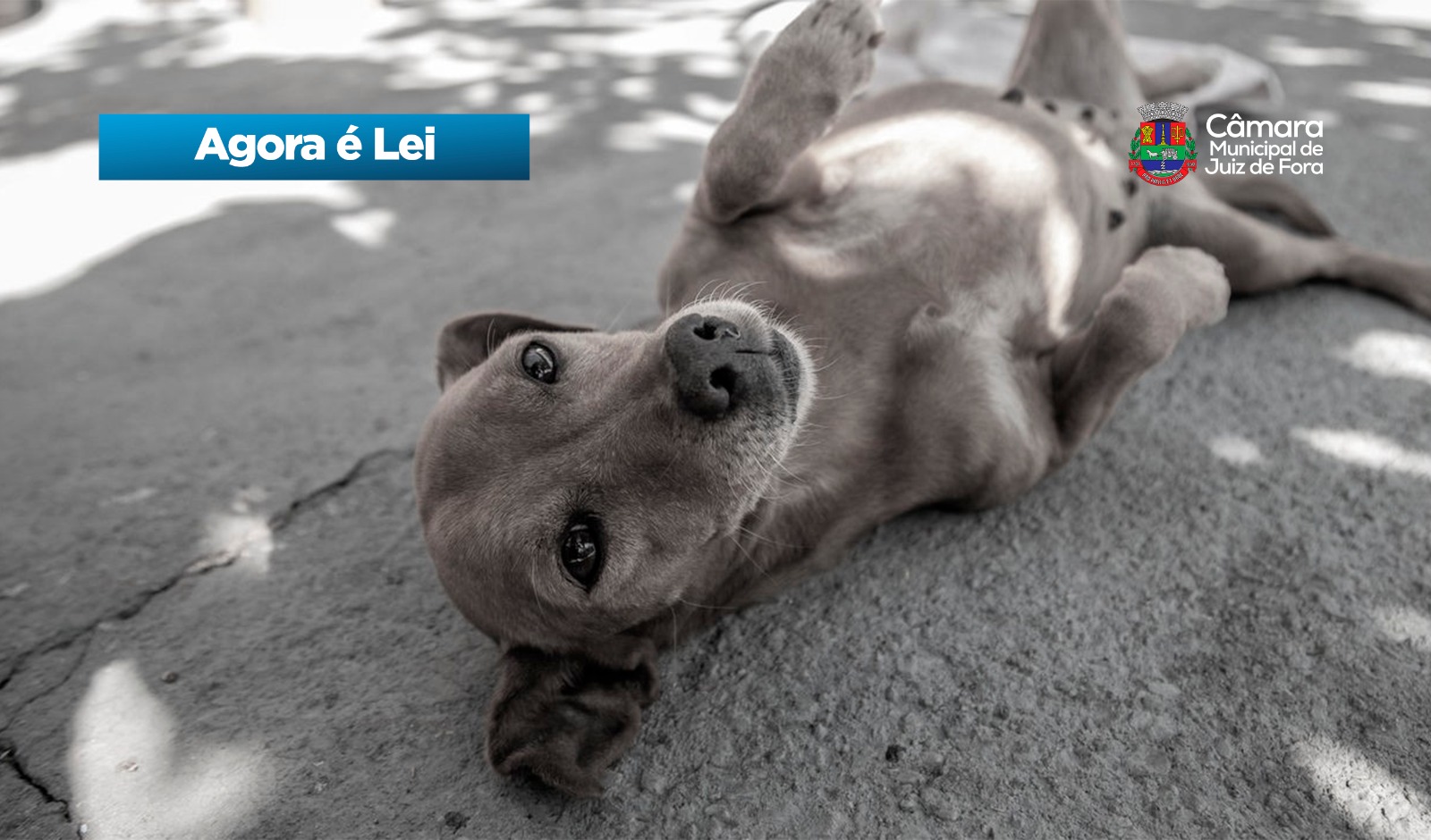 Agora é Lei - Funcionamento de cemitérios e crematórios para animais domésticos (28/04/2026 00:00:00)