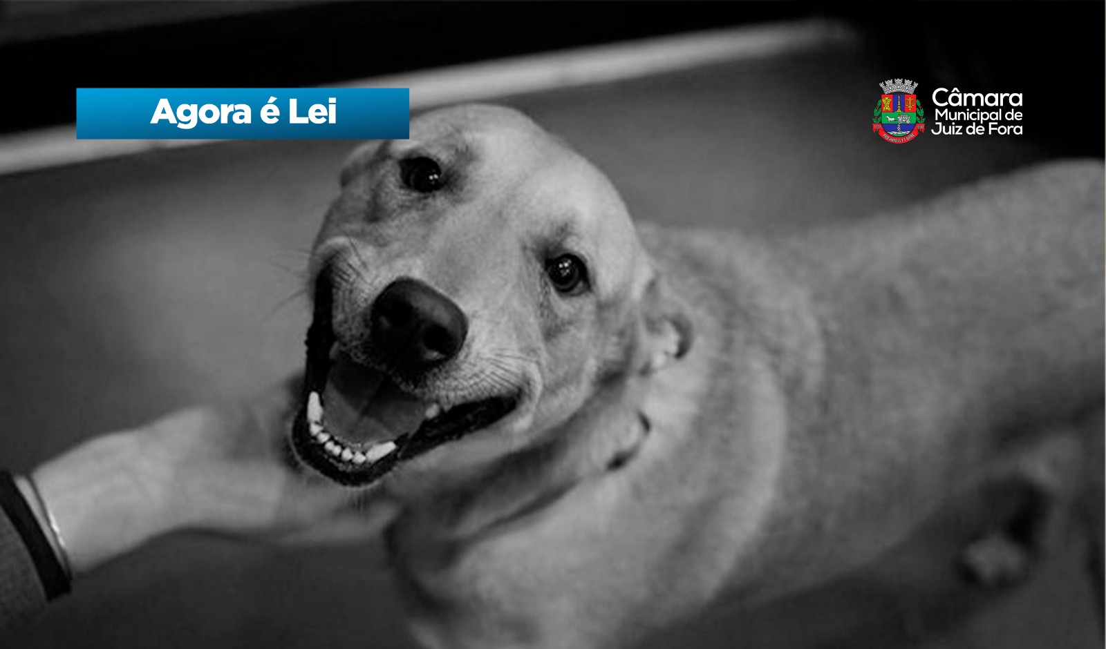 Agora é Lei - Sepultamento de animais de estimação em cemitérios de JF (03/06/2026 00:00:00)