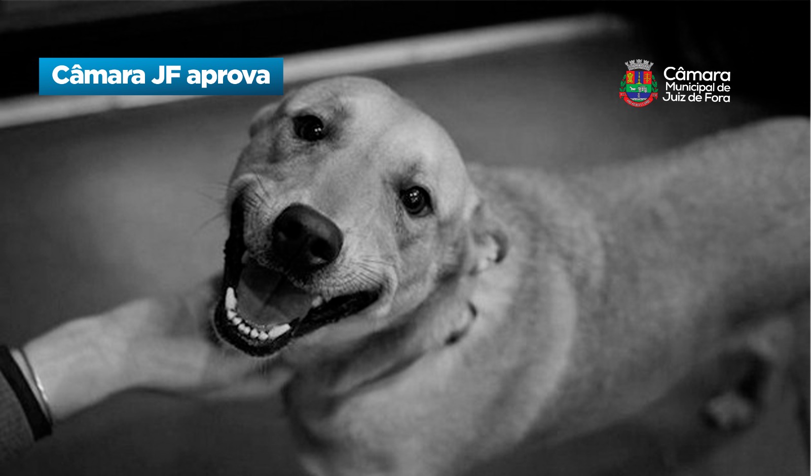 Câmara JF aprova - Sepultamento de animais de estimação em cemitérios de JF (27/04/2026 00:00:00)
