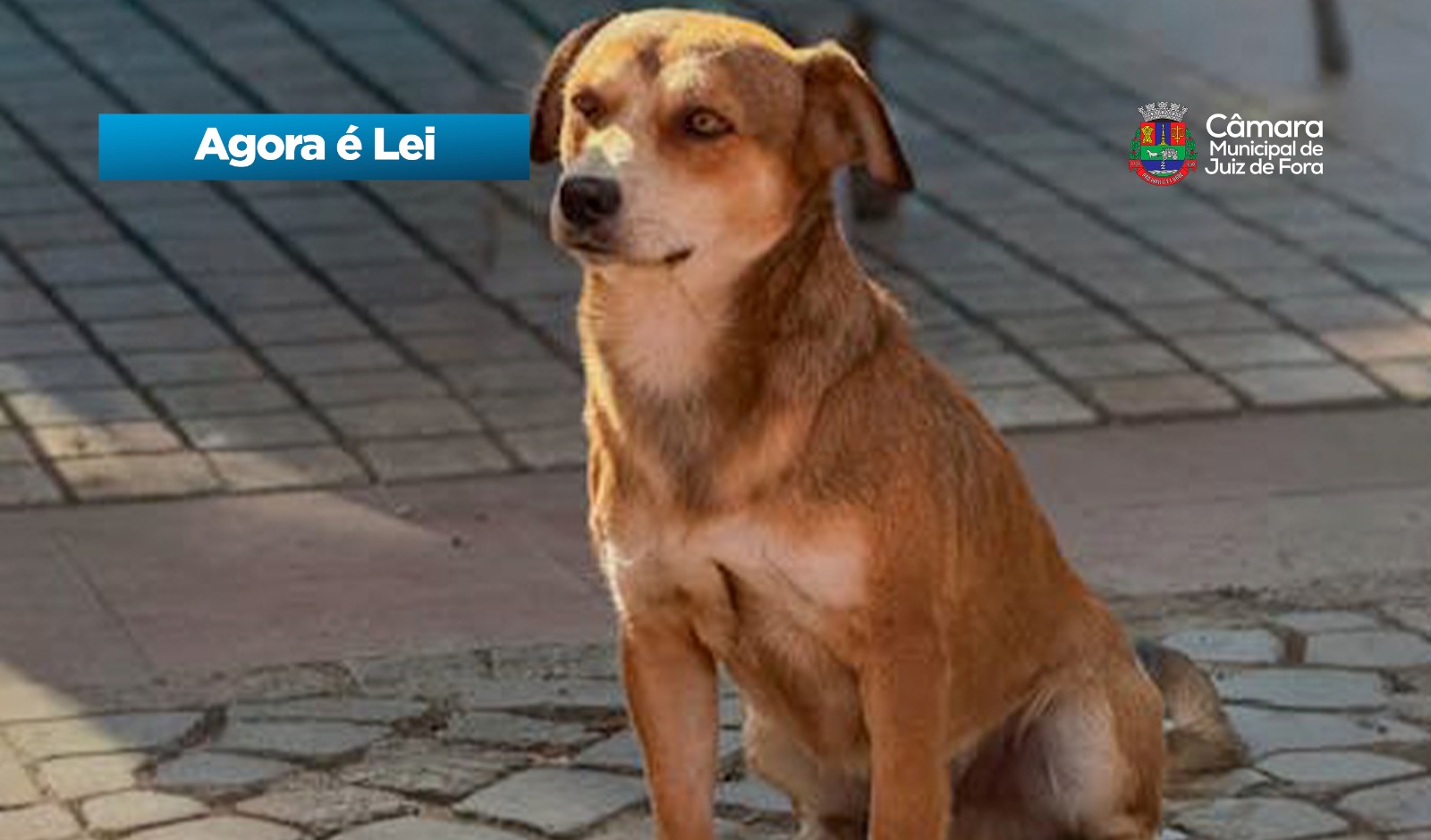 Agora é Lei - Novas regras para infratores que mantenham animais em correntes (29/04/2026 00:00:00)