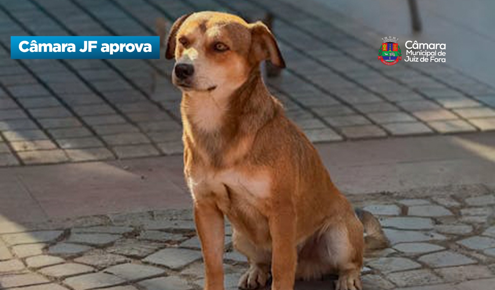 Câmara JF aprova - Destinação das multas por uso de correntes para prender animais (25/03/2026 00:00:00)