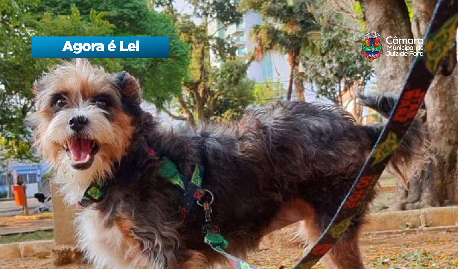 Agora é Lei -  Prevenção e responsabilização por danos causados por cães (16/07/2026 00:00:00)