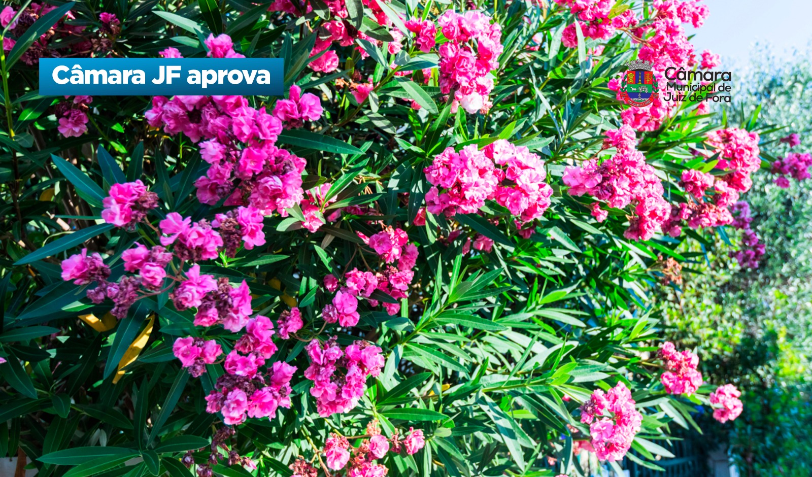 Câmara JF aprova - Proibição do plantio de espirradeira (27/03/2026 00:00:00)