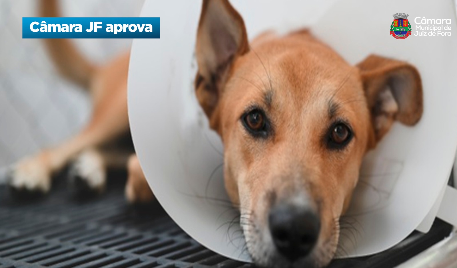 Câmara JF aprova - Agressores de animais obrigados a pagar tratamento veterinário (28/10/2025 00:00:00)