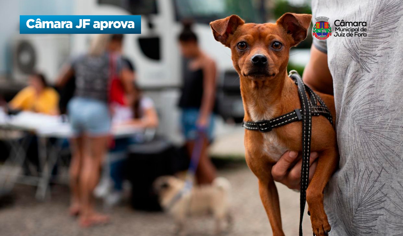 Câmara JF aprova - Programa Atende Meu Pet (06/02/2026 00:00:00)