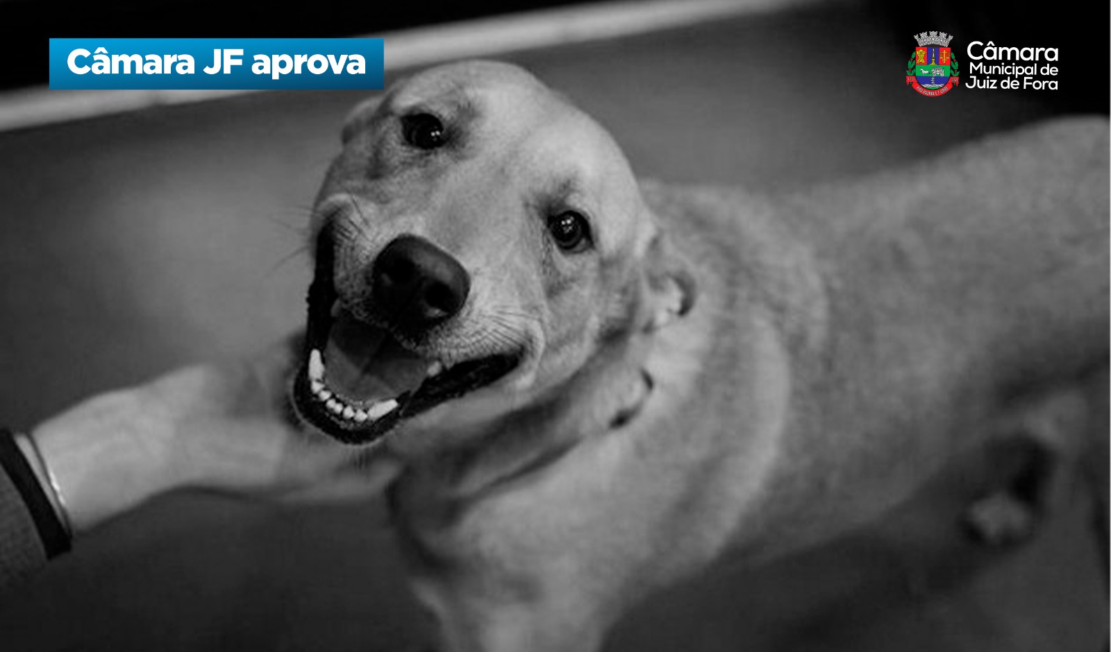 Câmara JF aprova - Funcionamento de cemitérios e crematórios para animais domésticos (31/03/2026 00:00:00)