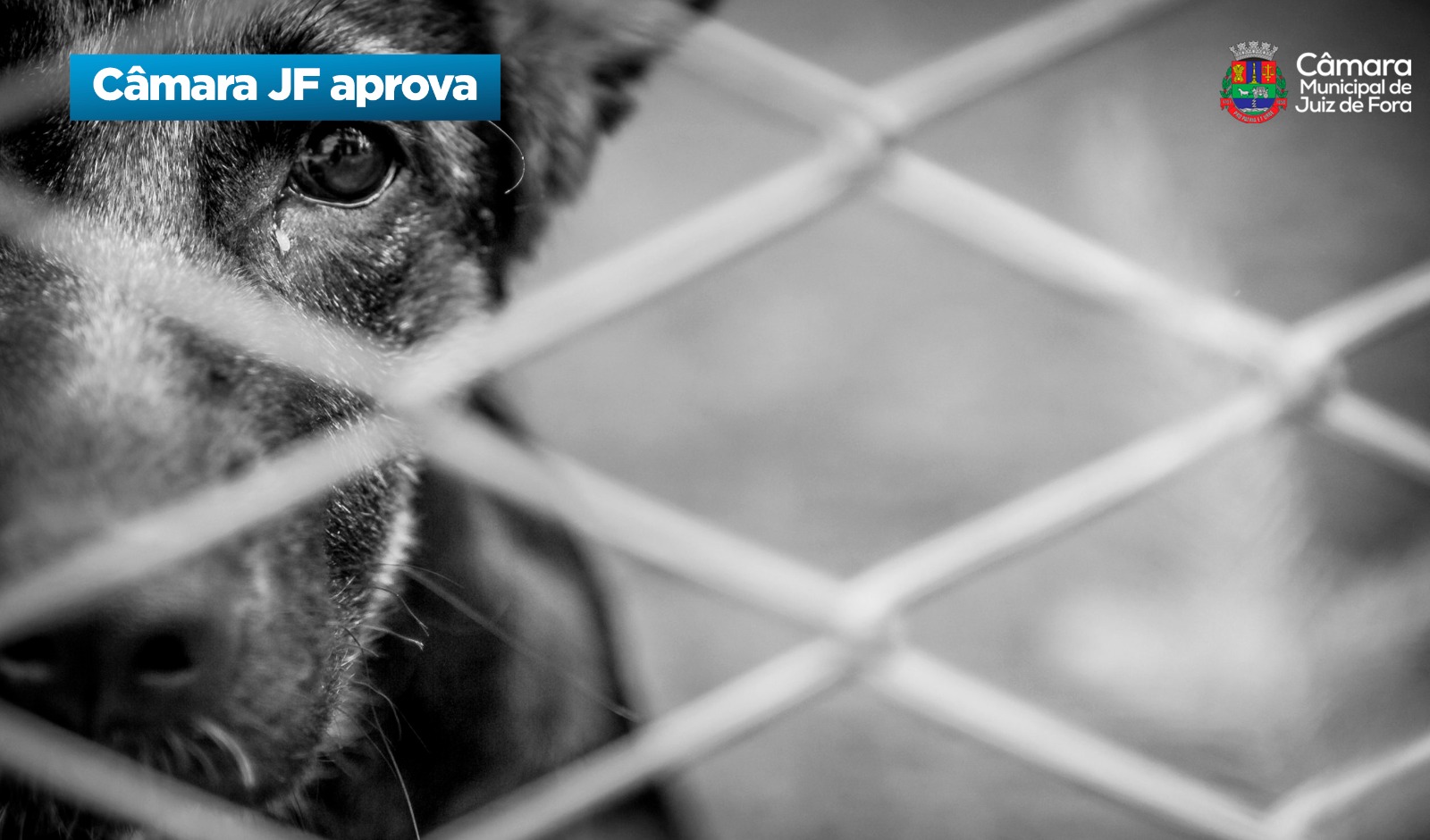 Câmara JF aprova - Proibição da posse de animais por quem que já cometeu maus-tratos (03/11/2025 00:00:00)