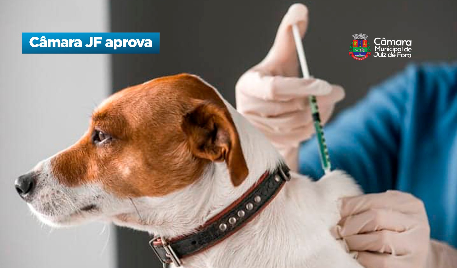 Câmara JF aprova - Normas de segurança para vacinação de cães e gatos em JF (31/03/2026 00:00:00)