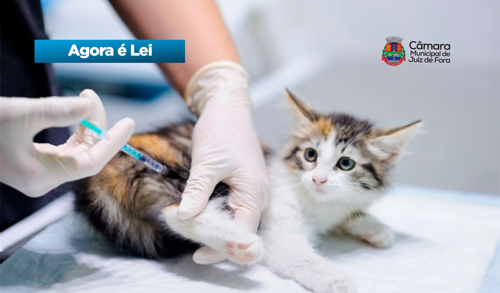 Agora é Lei - Normas de segurança para vacinação de cães e gatos em JF (27/04/2026 00:00:00)